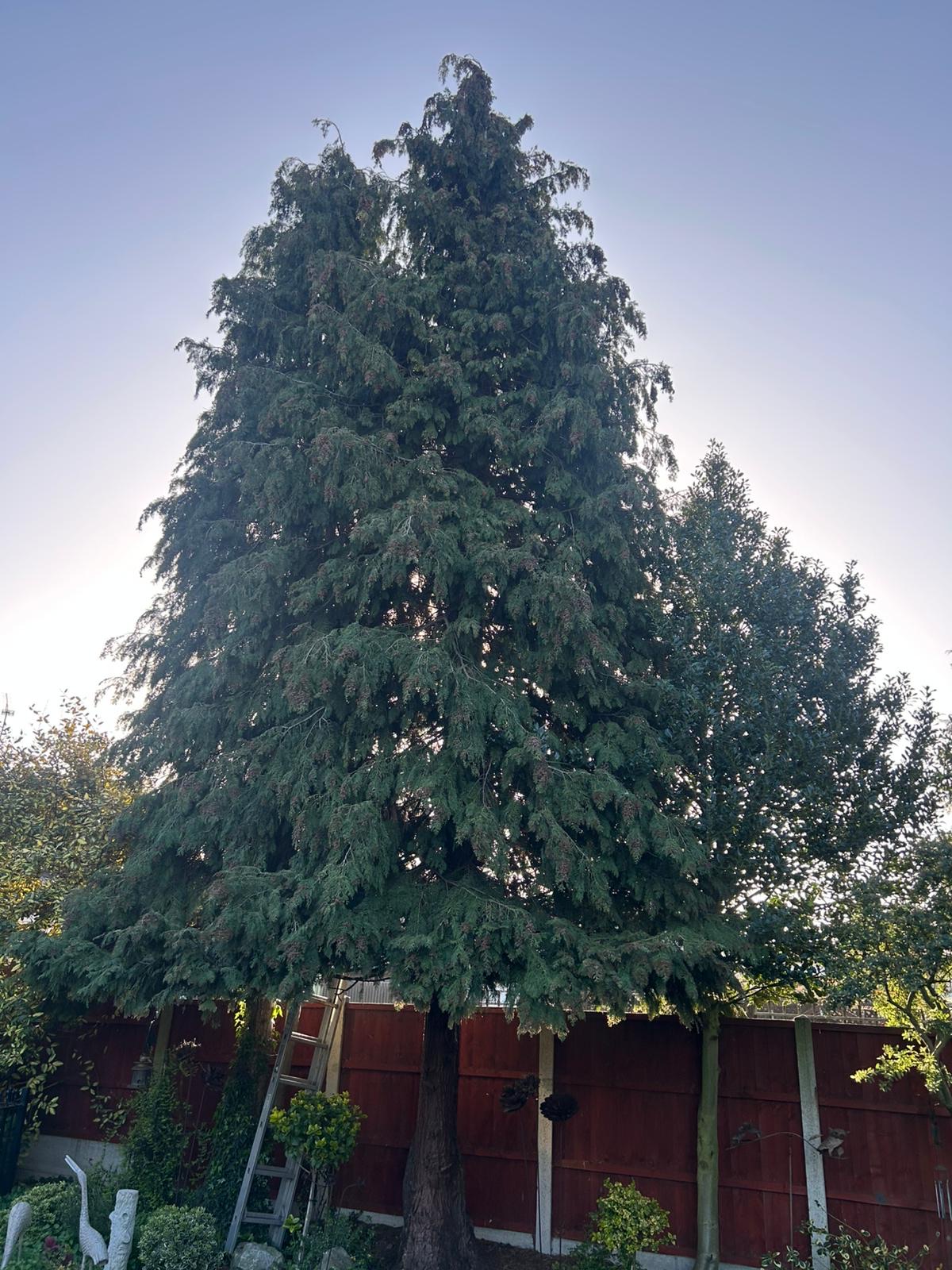Large conifer before reduction