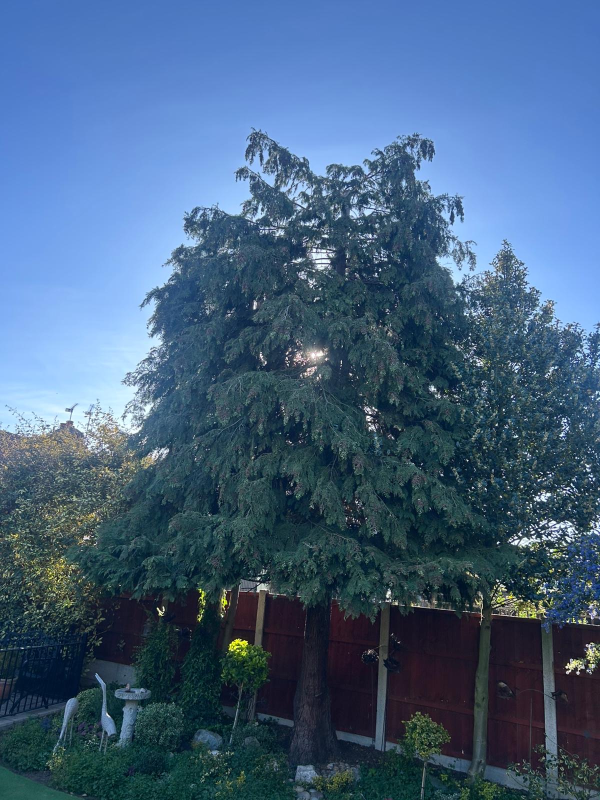 The same conifer after pruning