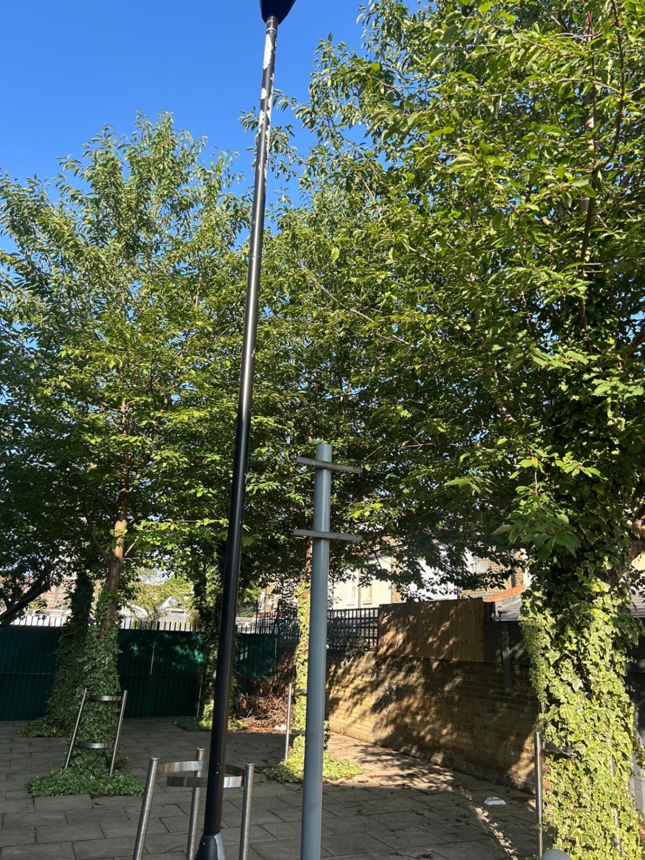 Crown reduction on a mature tree