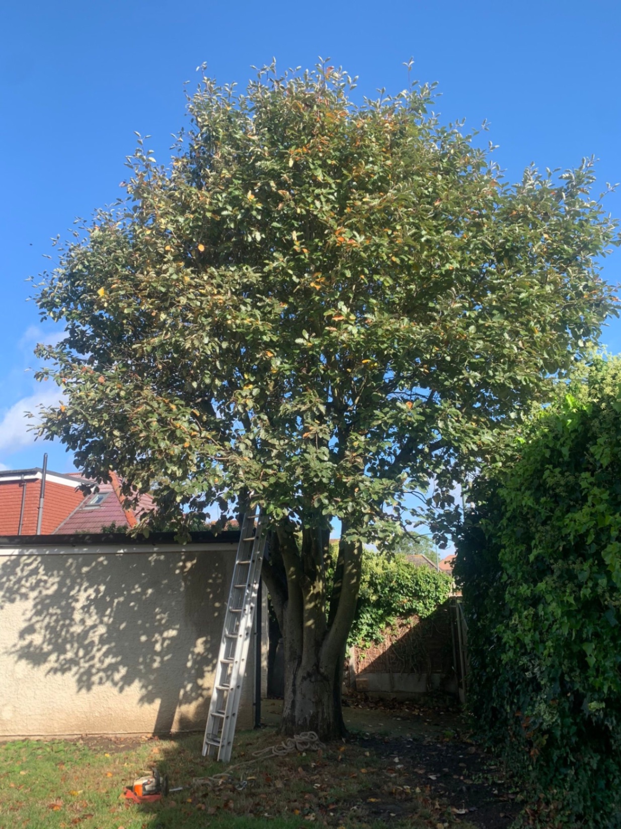 Pruning a large tree in an Essex garden