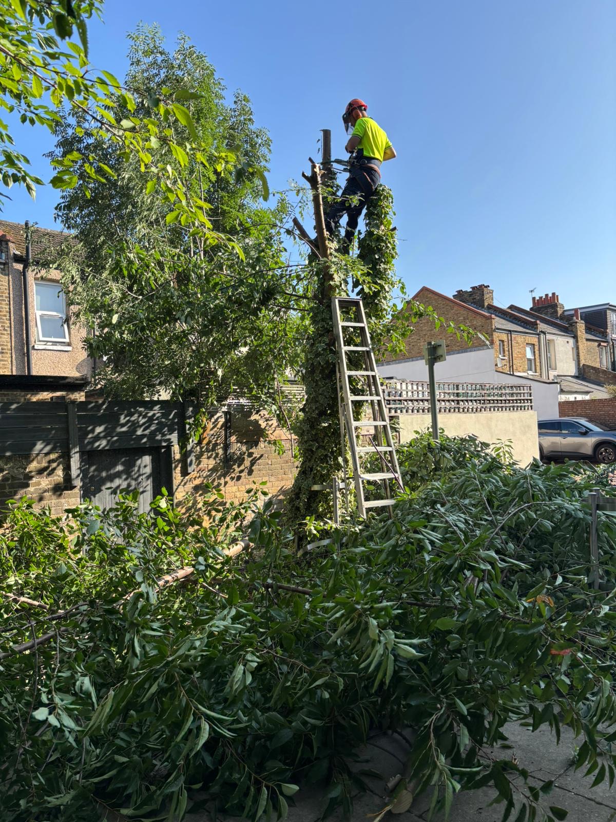Tree surgeon climbing a large conifer, Essex